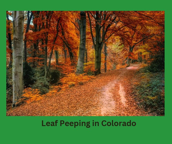 Leaf Peeping Colorado 2025