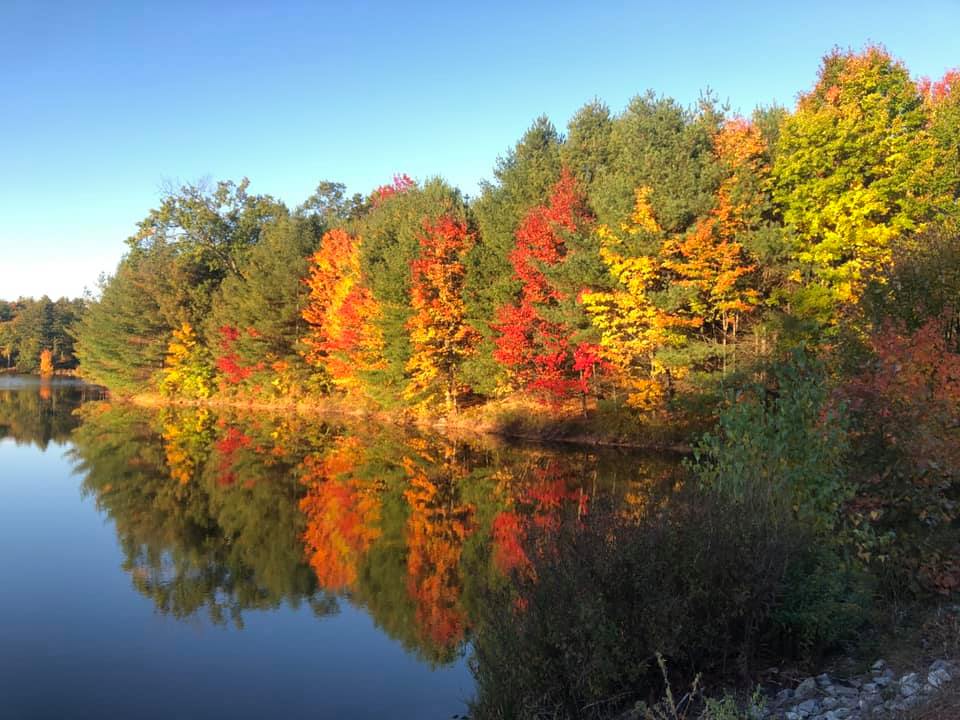 fall_leaves_blog.jpg