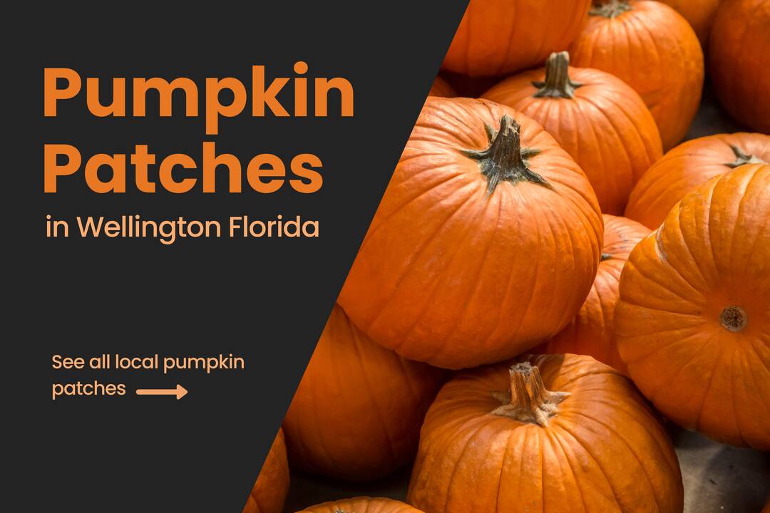 Pumpkin_Patches_Wellington_Florida.png