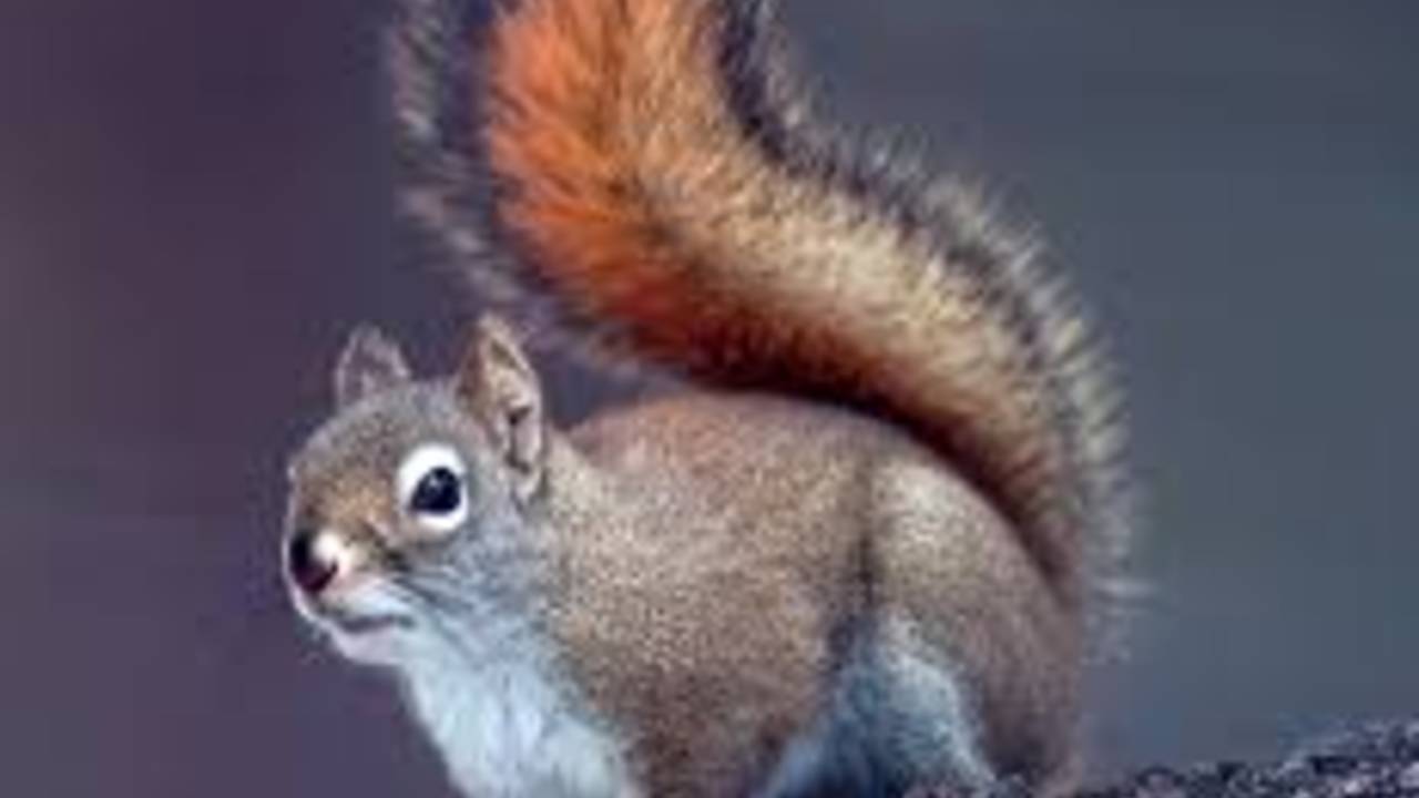 Squirrel.jpg