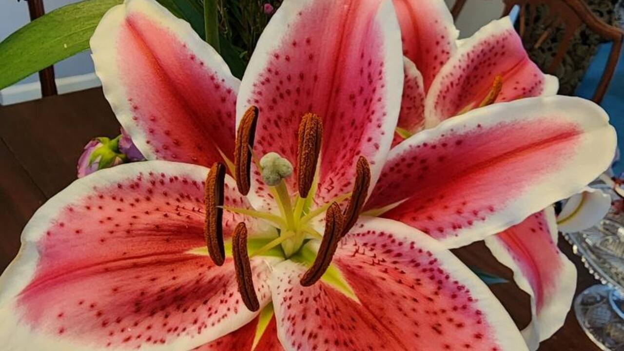 Spring_market_flower_selectann.jpg