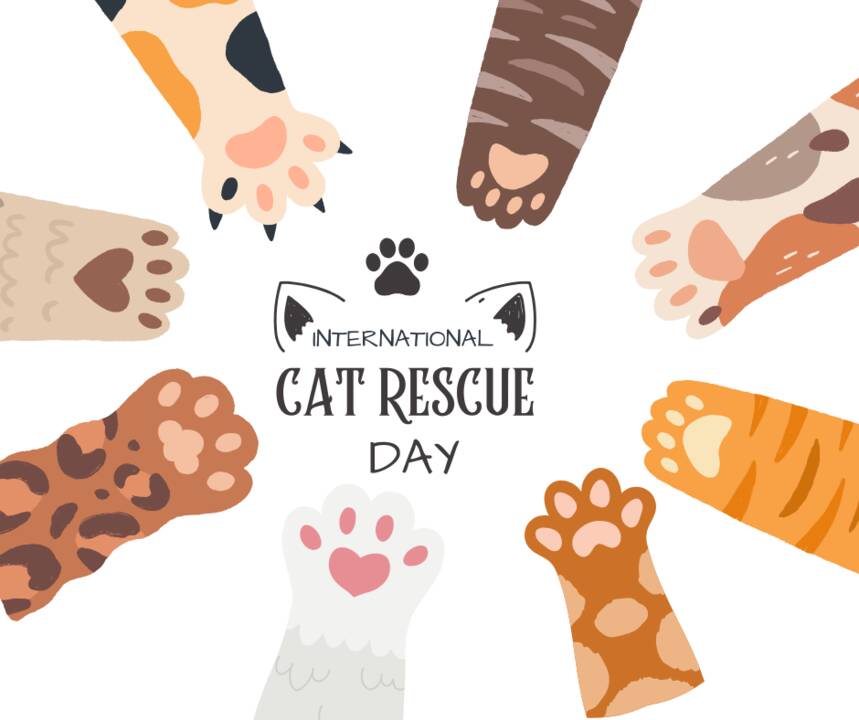 Internation_Cat_Rescue_Day.png