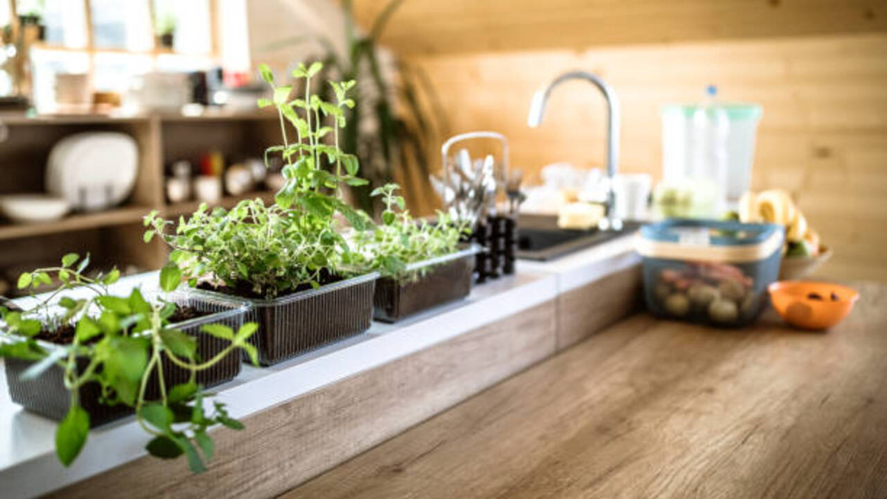 Top 10 Herbs to Plant in Your Kitchen Garden
