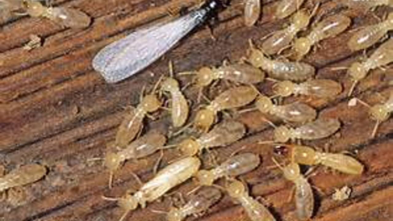 termites.jpg