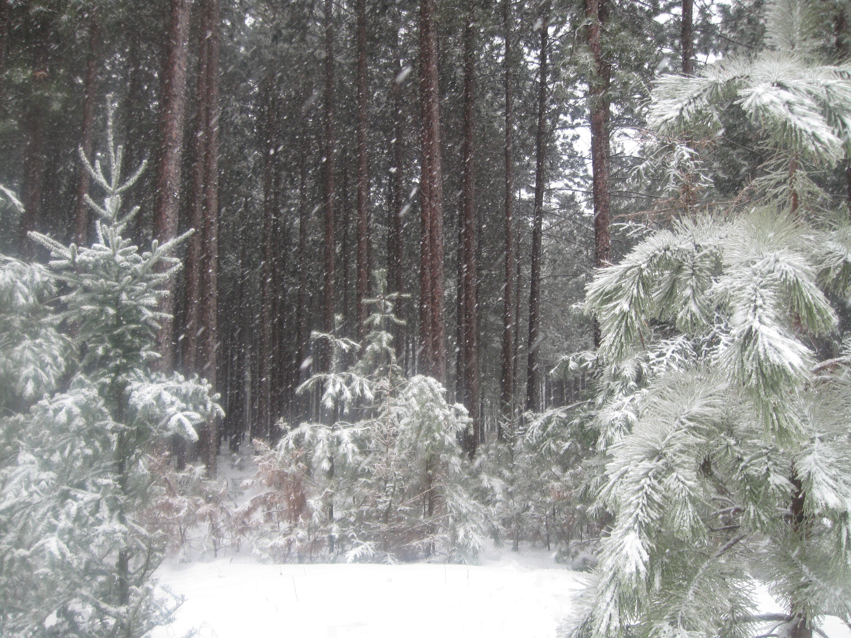 The Woodland Report Eau Claire County; Hunting, Timbe