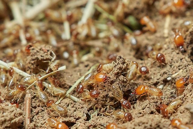 what-causes-termites-to-swarm_(3).jpg