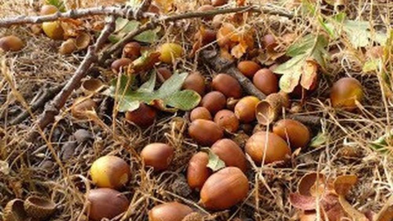 trees-acorns-acorns__50682.1600919217.jpg