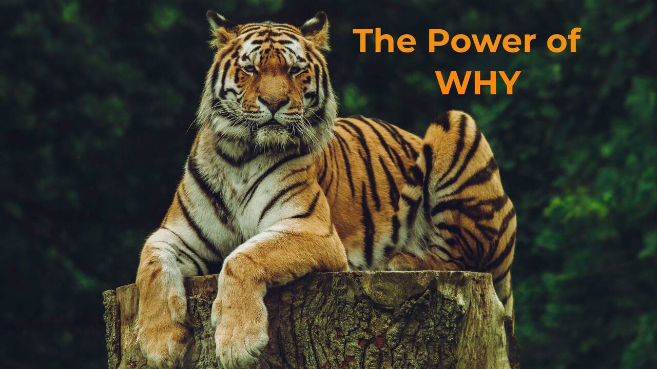 THE_POWER_OF_WHY.jpg