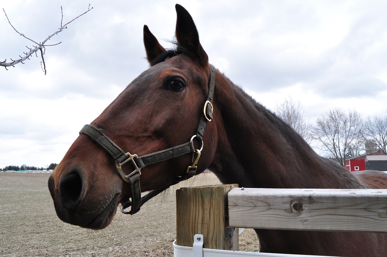 3 Tips for Building a Proper Wooden Horse Corral