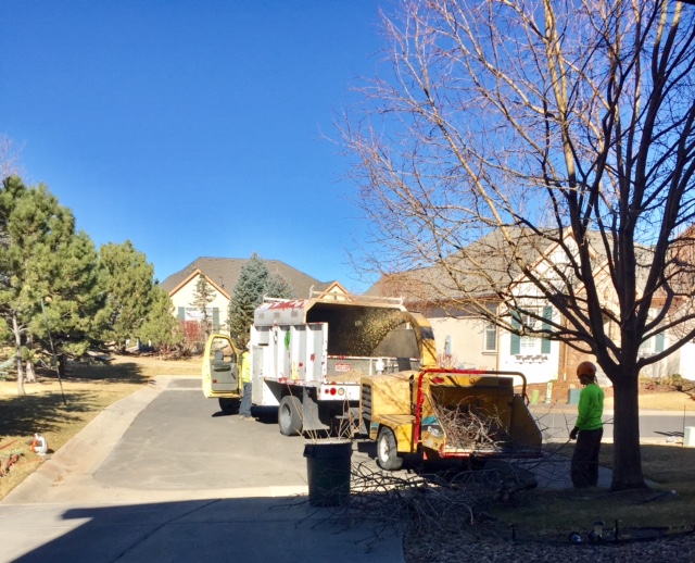 Bailey Tree Service Comes Through For My Trees