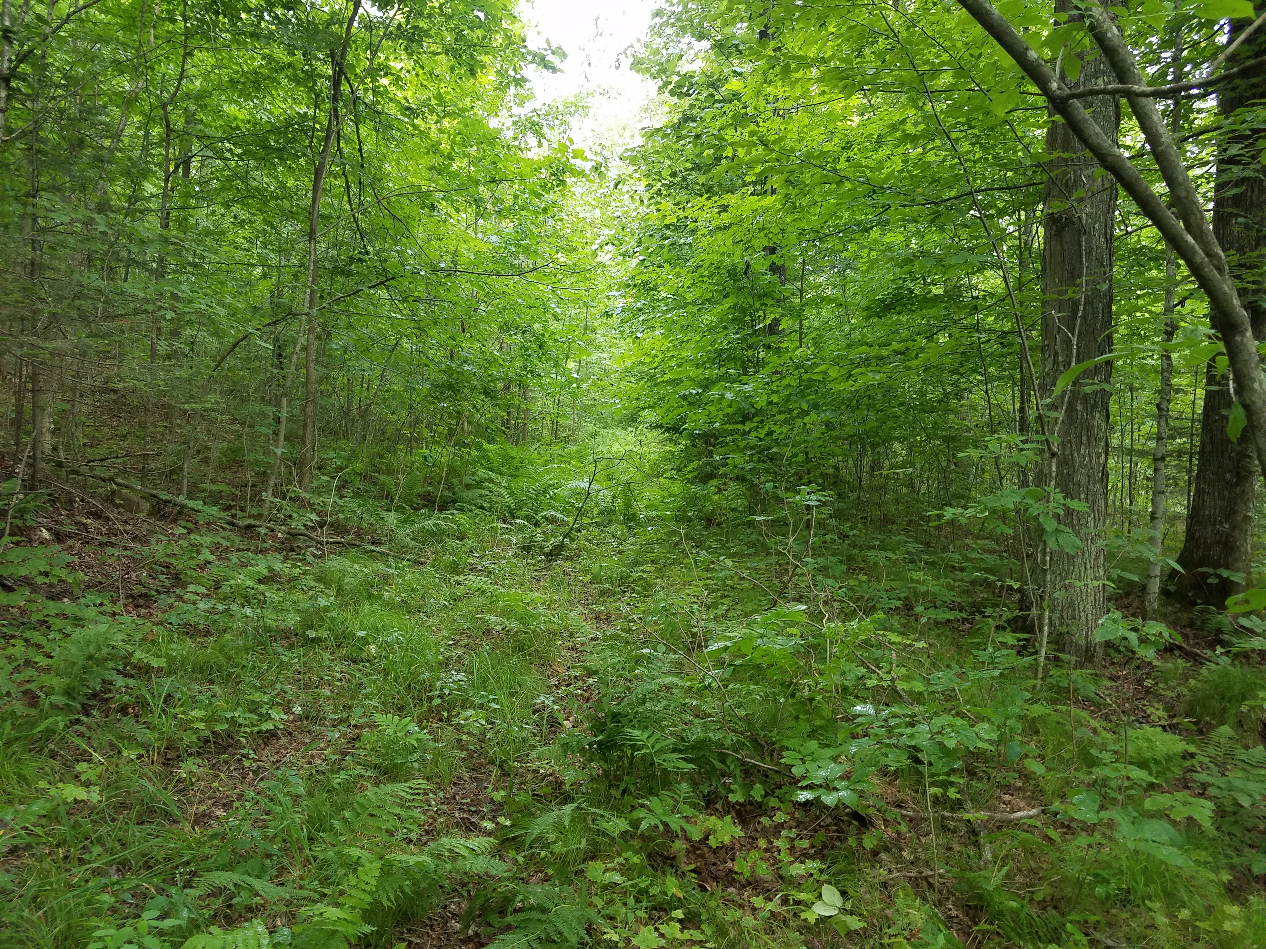 WANTED! RUSK COUNTY FOREST HUNTING & TIMBER LAND!