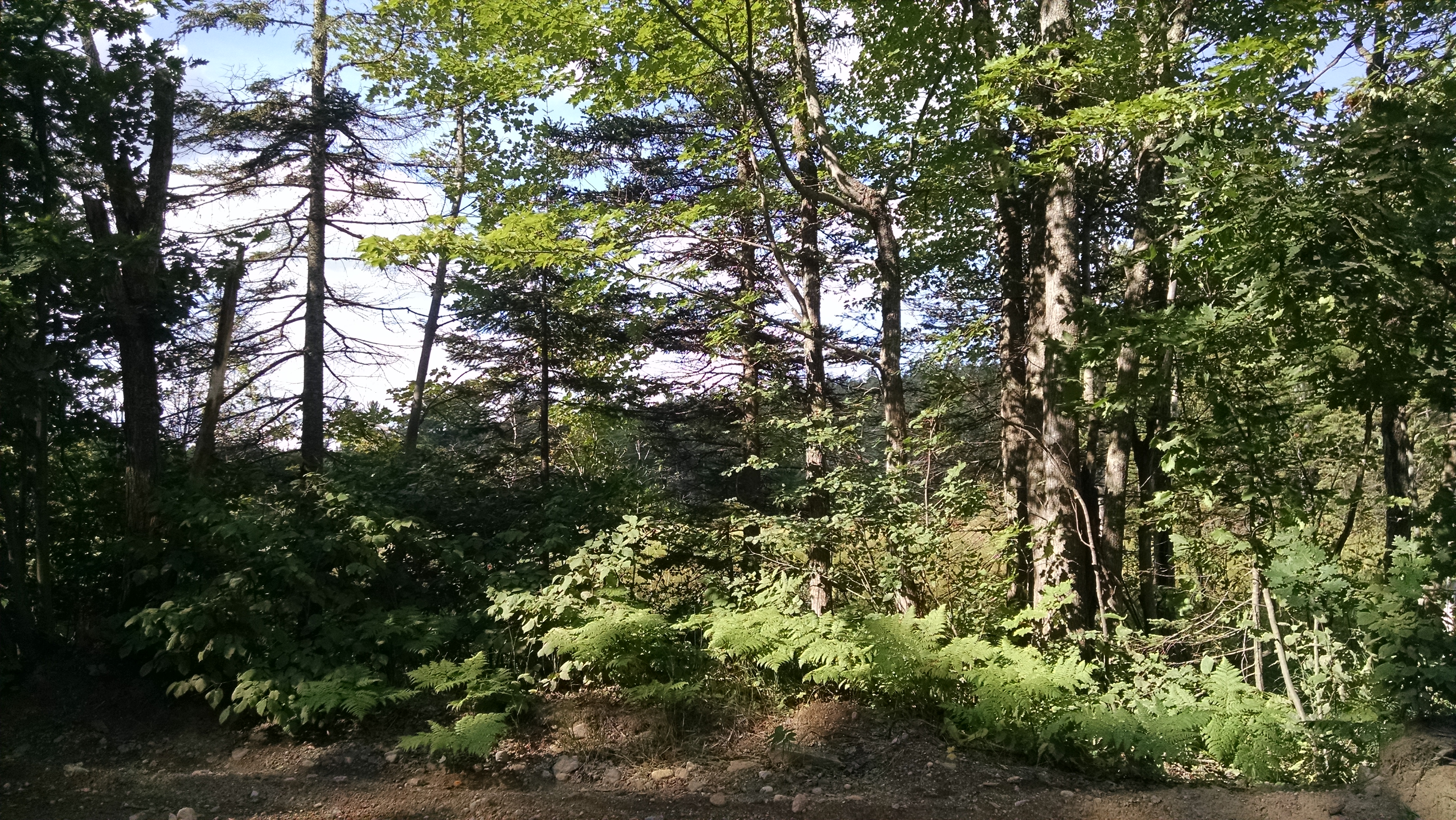 HUNTING & TIMBER LAND WANTED! PEPIN COUNTY FOREST LAND