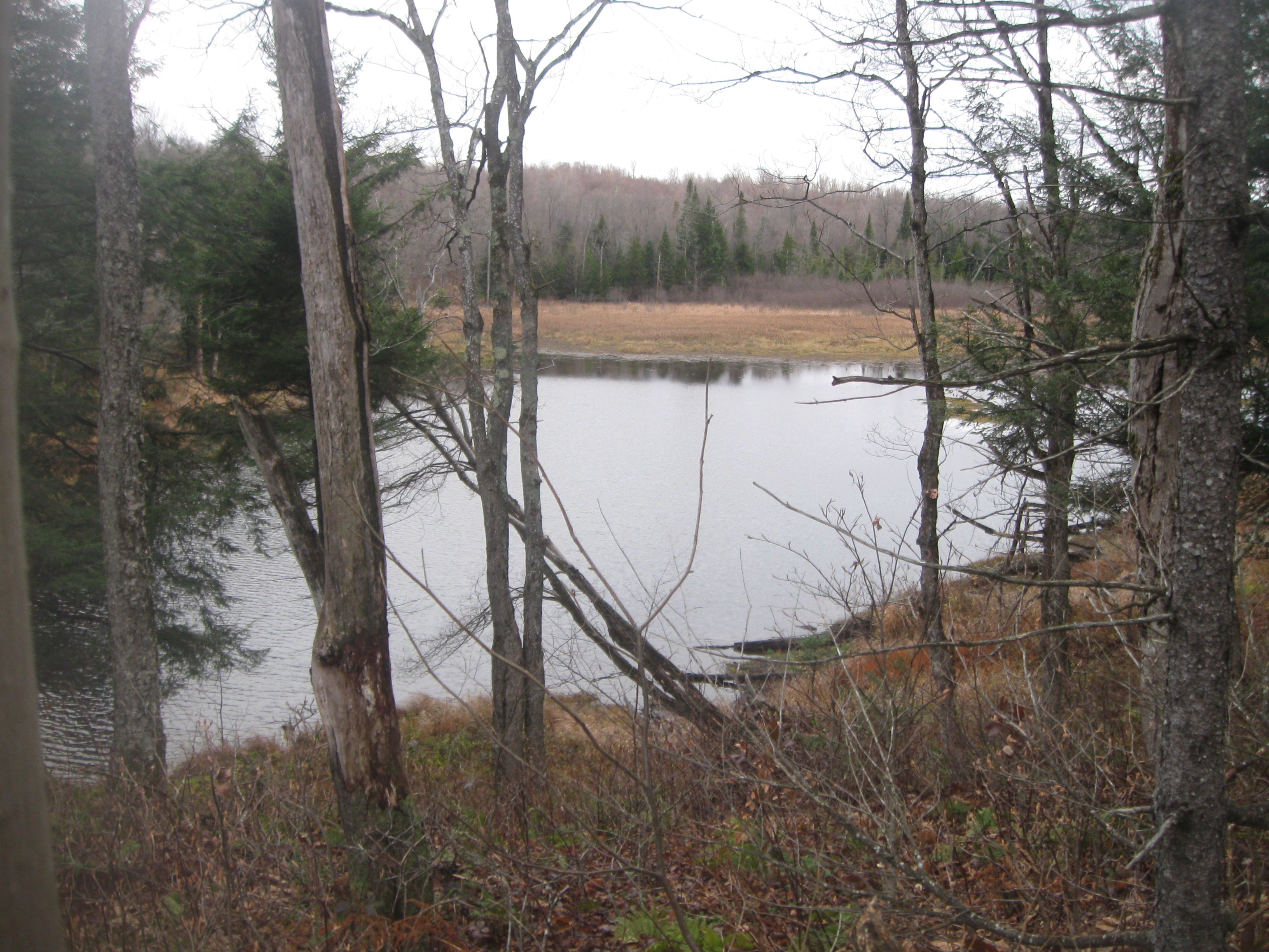 HUNTING TIMBER LAND WANTED SHEBOYGAN COUNTY FOREST LAND