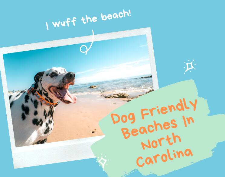North Carolina Dog Friendly Beaches Your Dog Will Wuff!