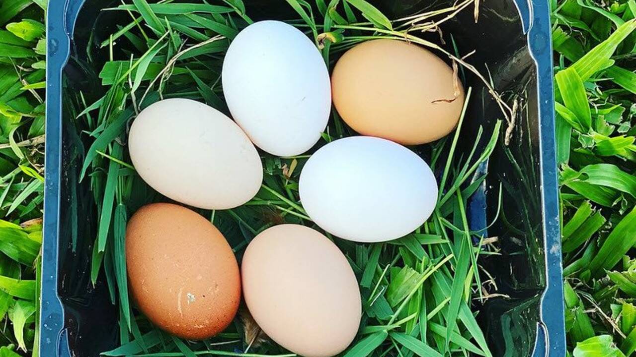 egg_basket.jpg