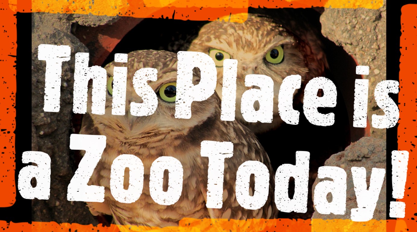 Zoo__this_place_is_a_zoo_today_header.jpg