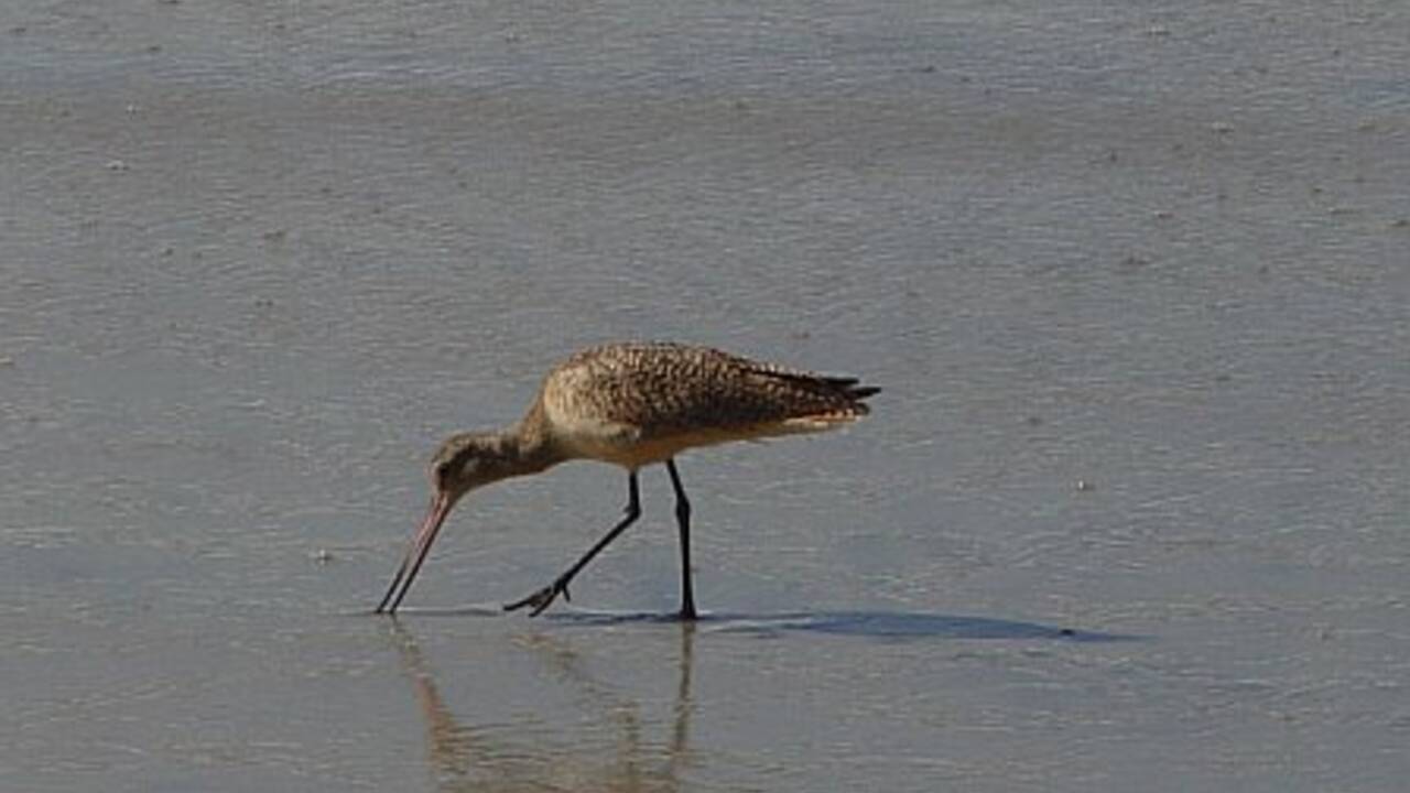 Encinitas_whimbrel_on_the_beach.jpg