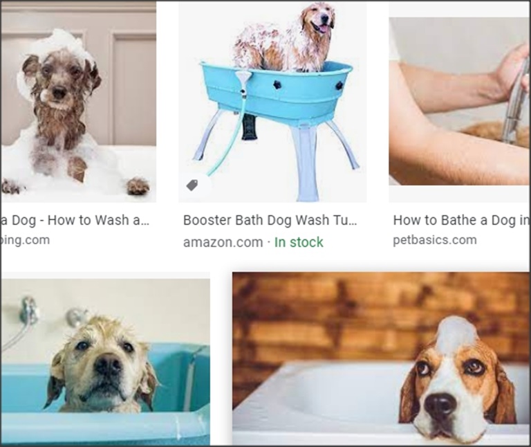 Where did that Stinky, Free Dog go?