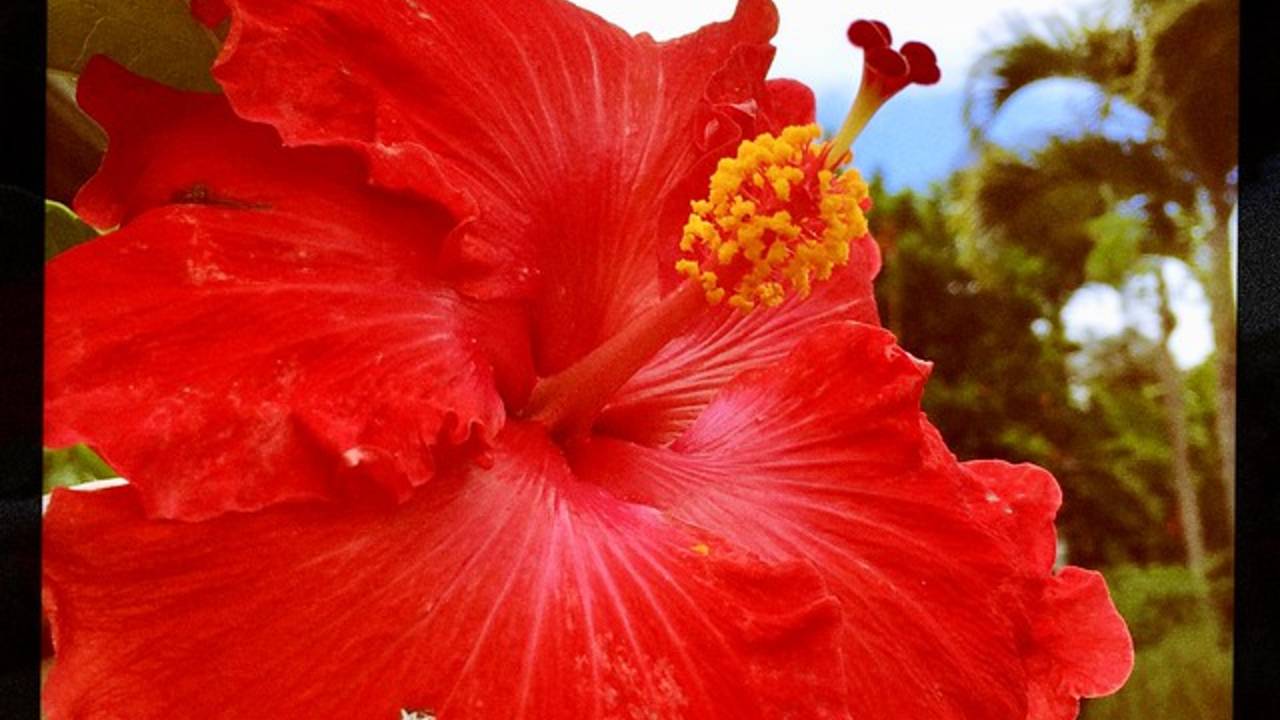 red_flower_aloha.jpg