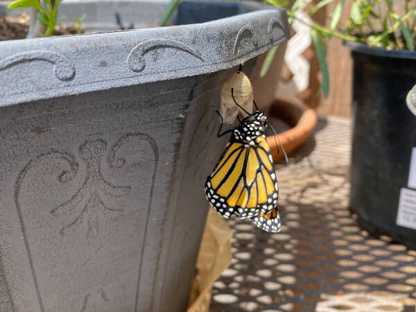 Newly_hatched_Monarch_on_chrysalis.jpg