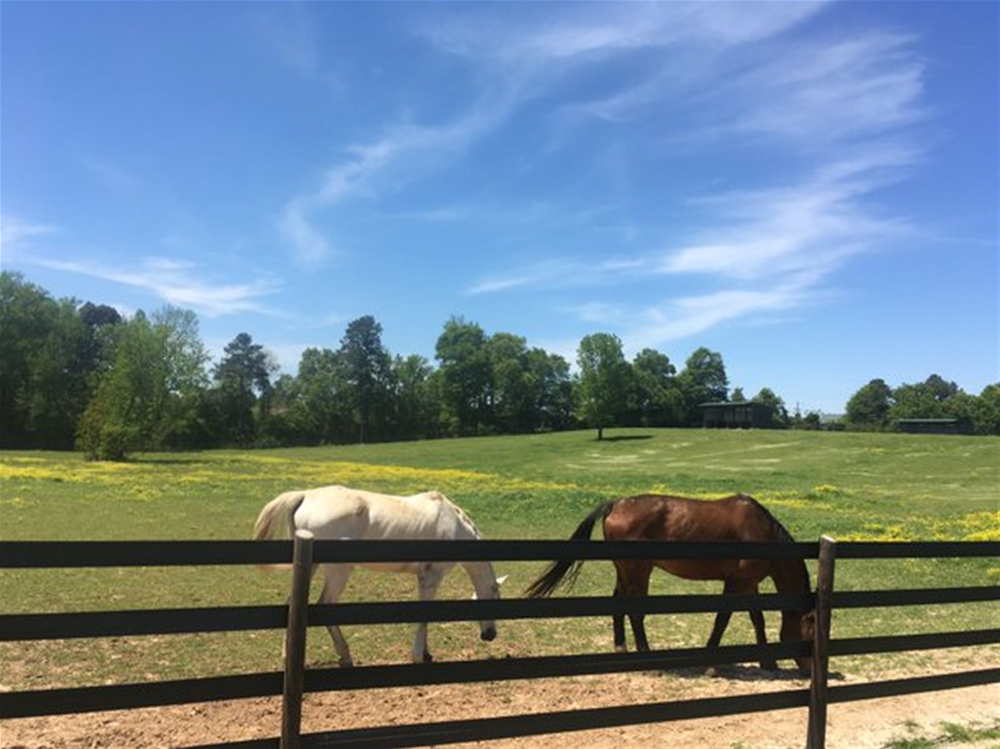 Auburn Equestrian vs. South Carolina