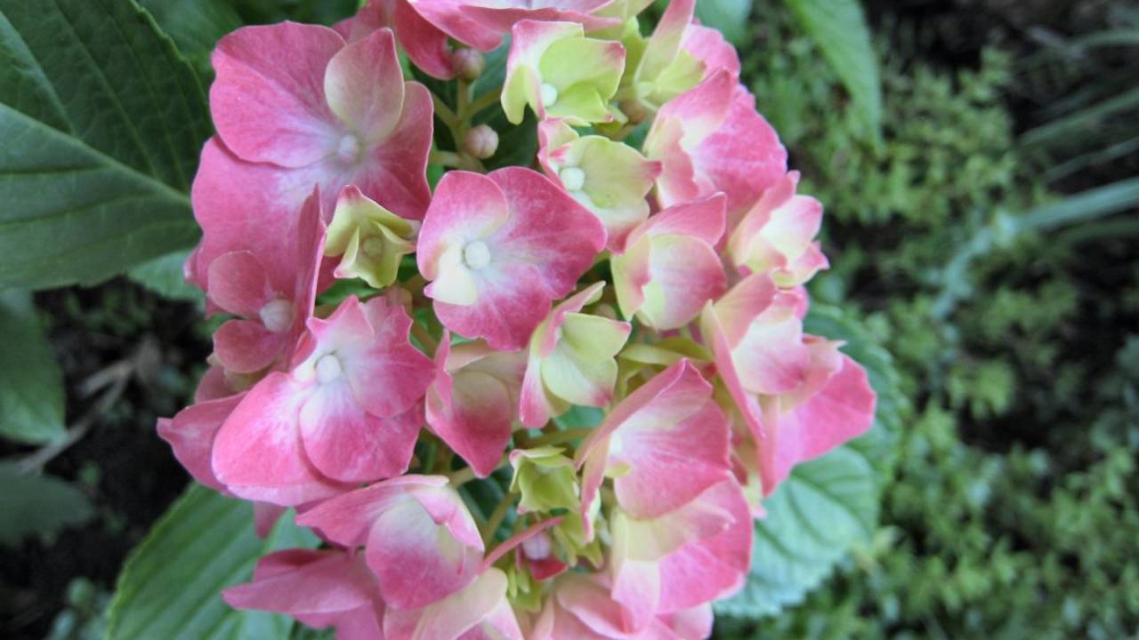 10_Hydrangea.jpg