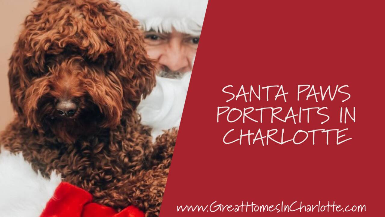 Santa_Paws_Portraits_In_Charlotte.png