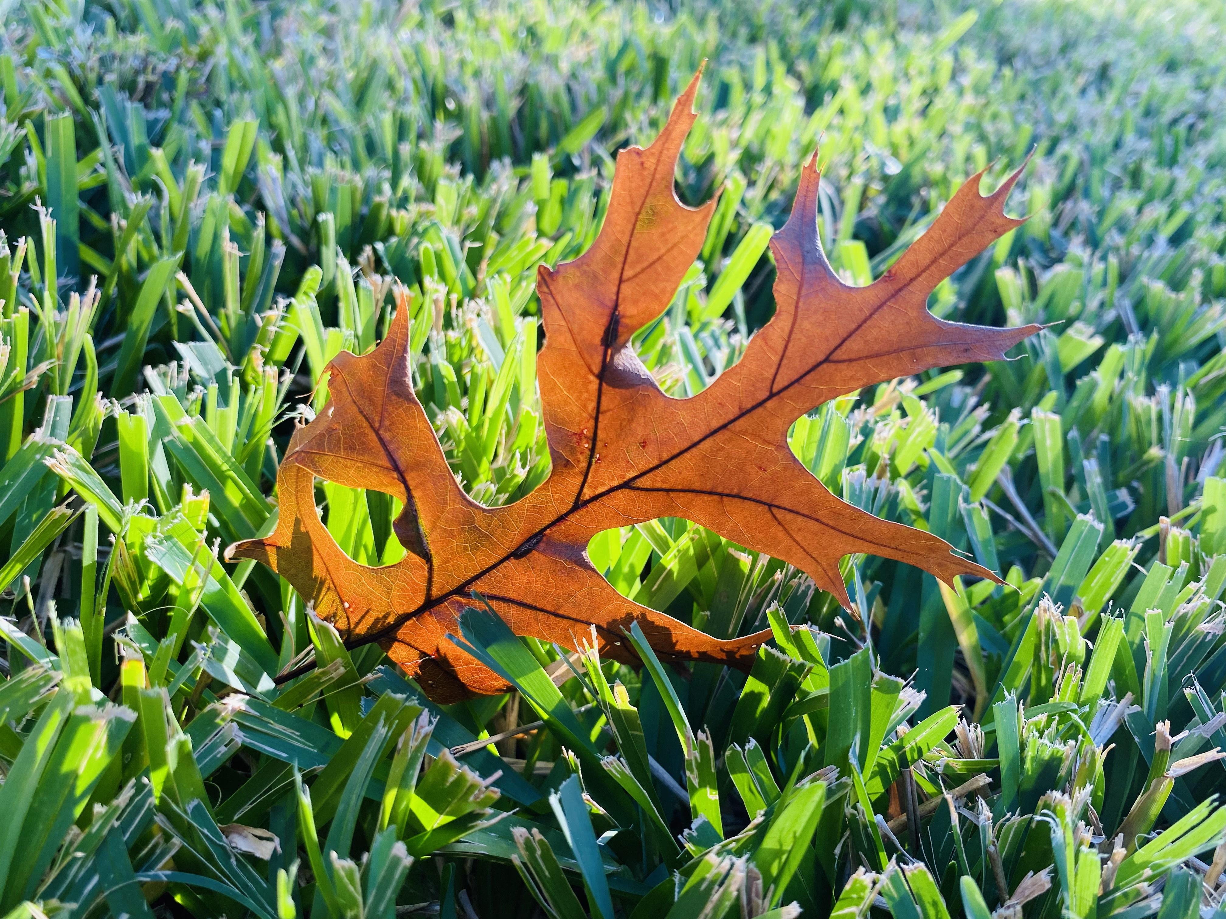 first_autumn_leaf_10_8_23.jpg