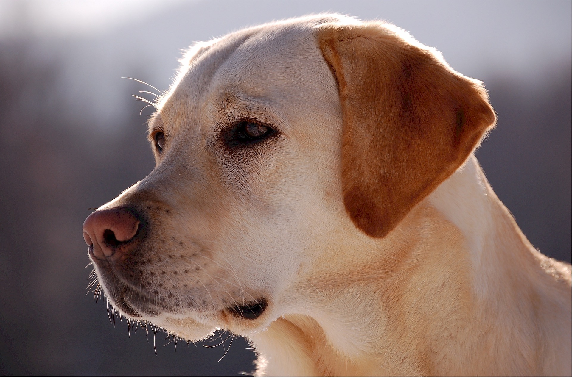 what breed makes the best guide dog