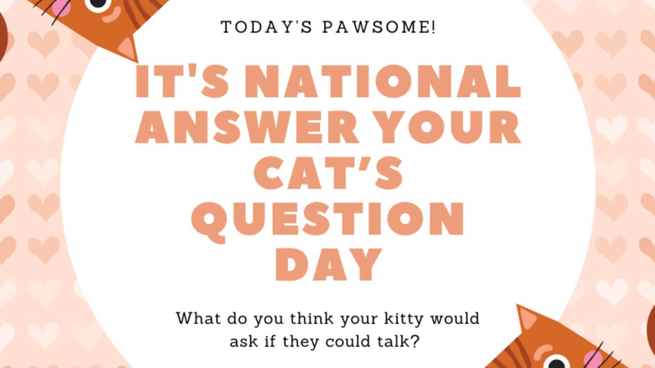 national_answer_cat_question_day.png