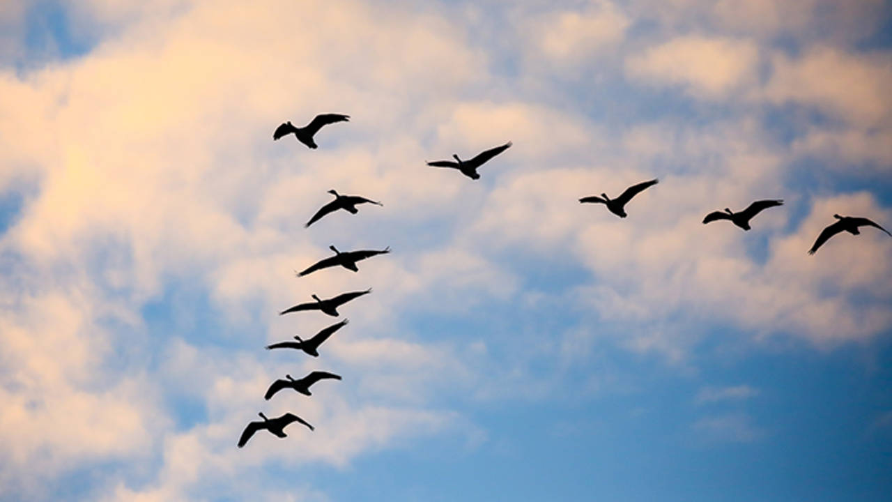 Flock_Toward_Low_Downpayment.jpg
