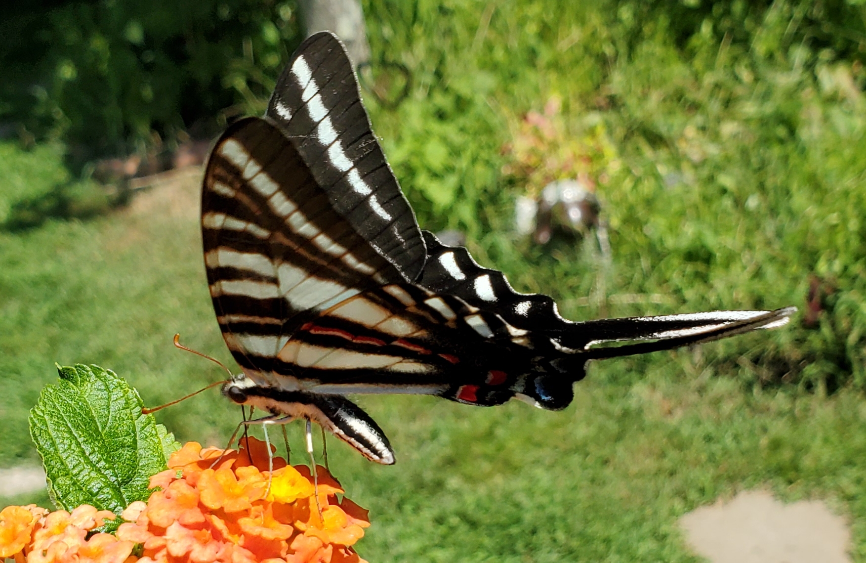 butterfly_zebra.jpg