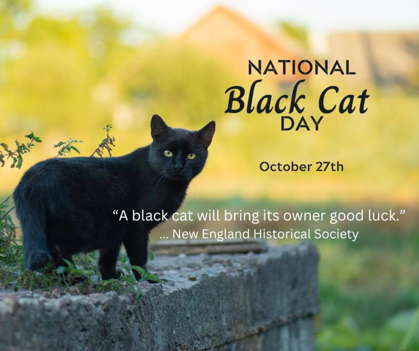 Black CatsBad Luck, Good Luck, Or Simply Purrfection?