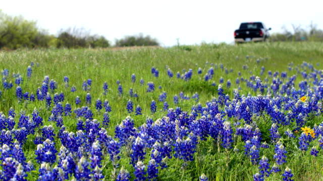 Texas_Spring.jpg