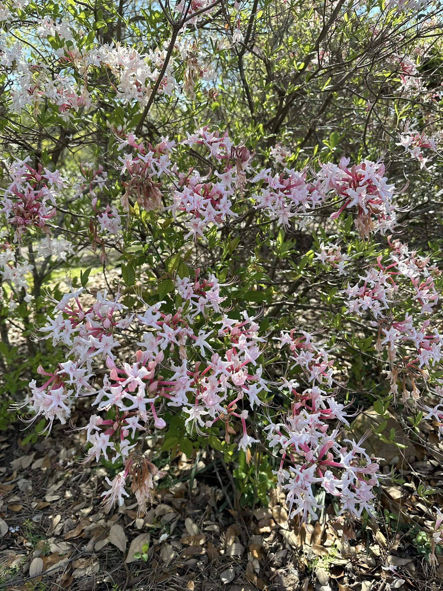 auburn-azalea-festival-at-davis-arboretum