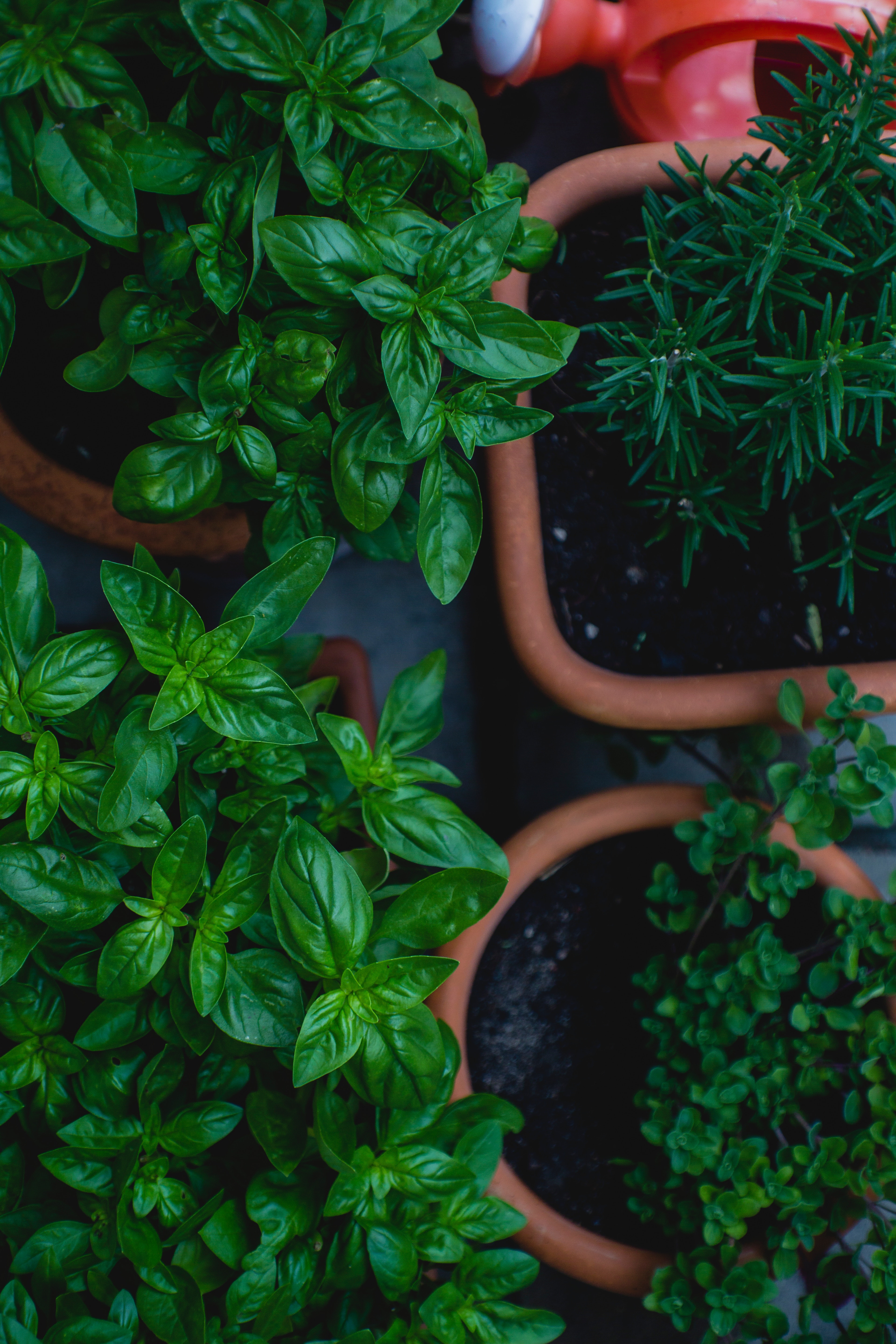 Plants That Keep Spiders Away