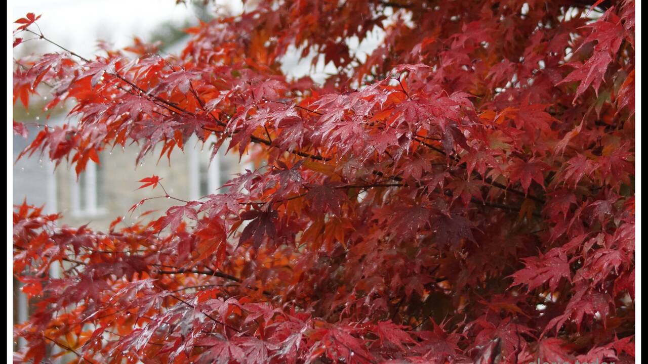 maple_in_autumn.jpg