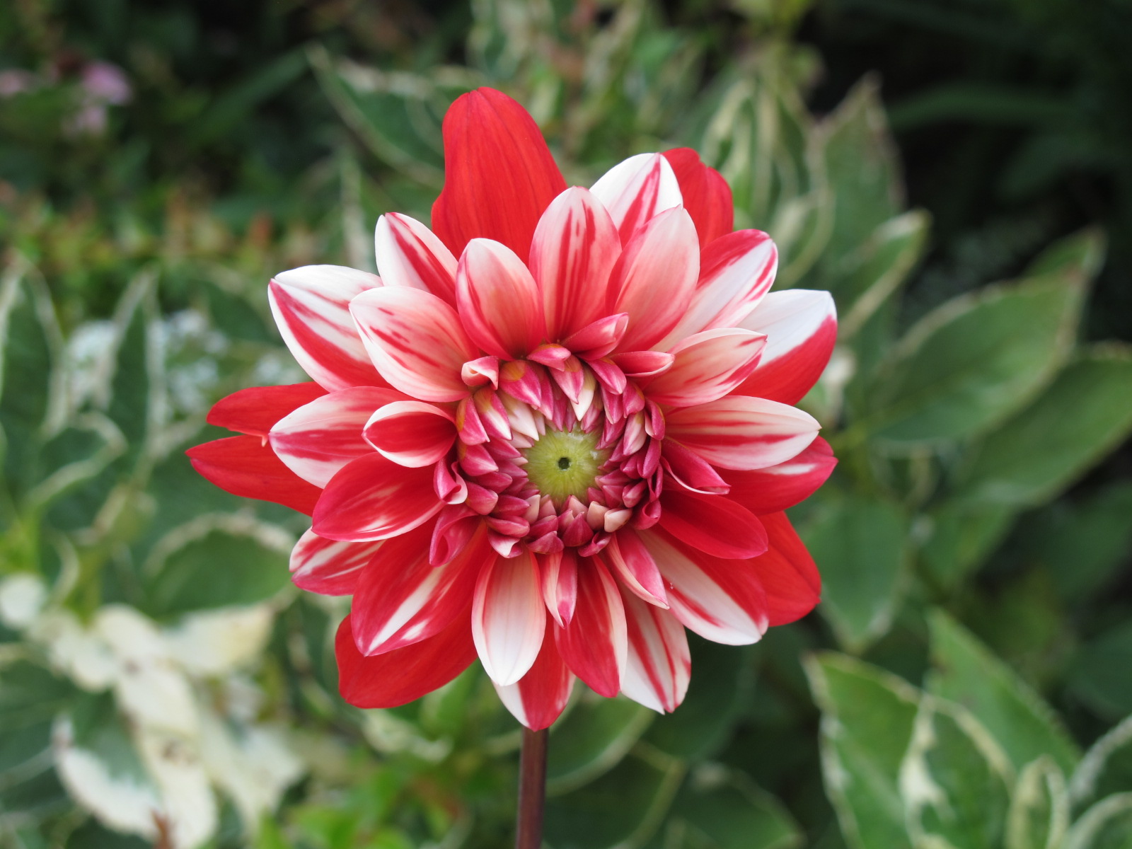 Betty Crocker Sugar Cookie M&M's Bars Recipe