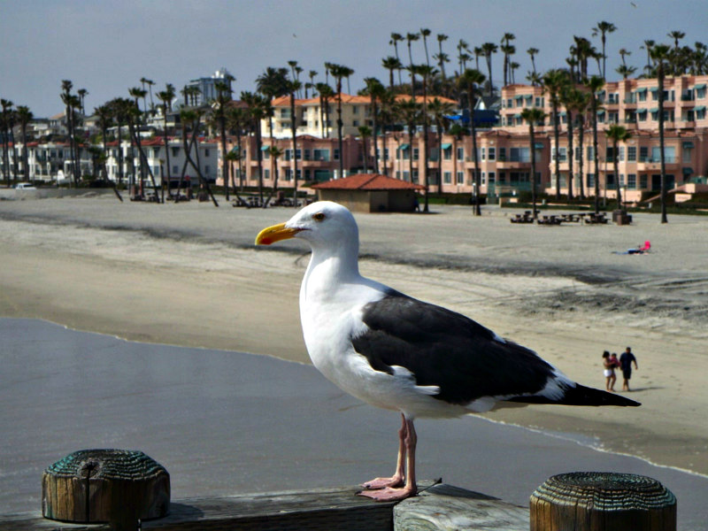 Seagull_on_the_Oceanside_Pier.jpg