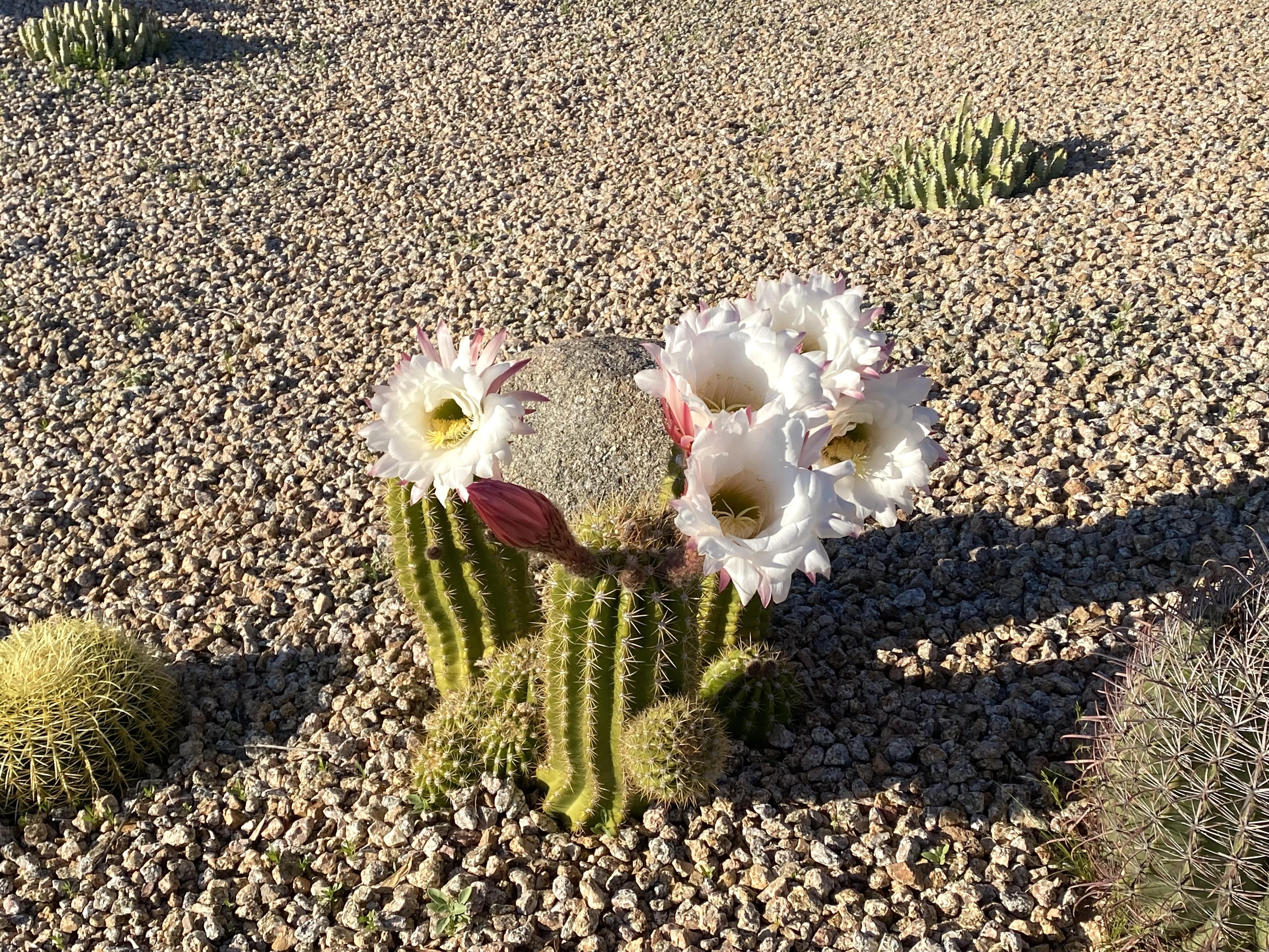 Cactus_Flower_2.jpg