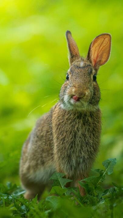 brown_rabbit_on_green_grass_during_daytime.jpg