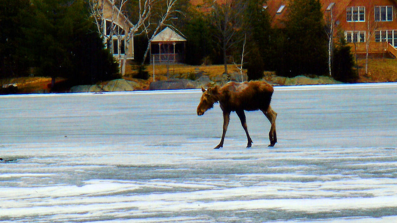 moose.jpg