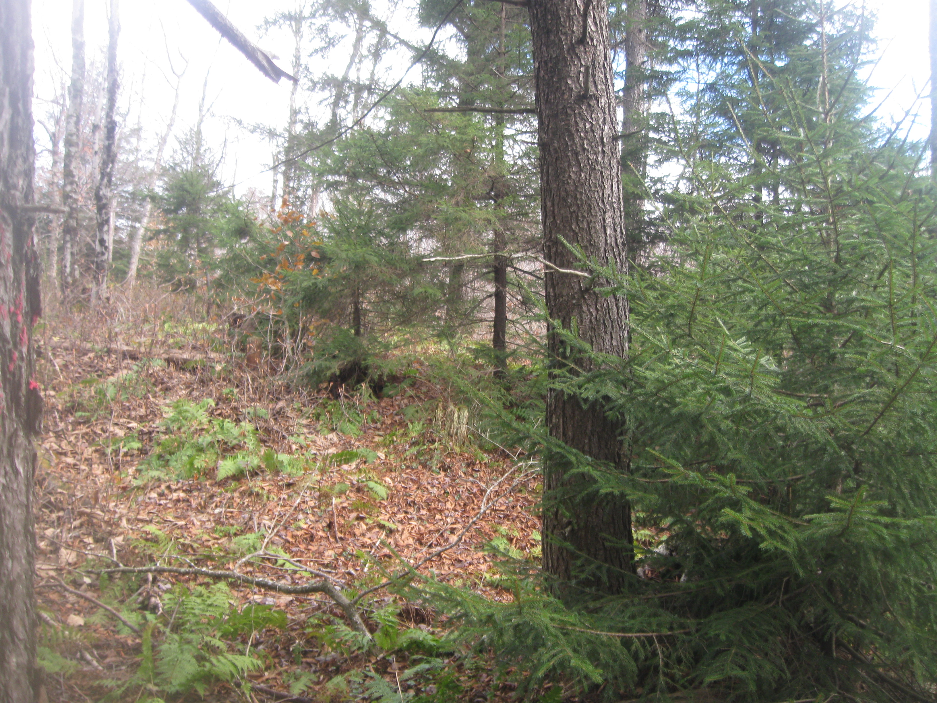 The Woodland Report Vernon County; Hunting, Timber, I