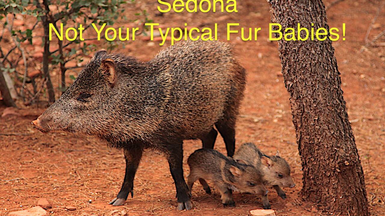 Javelina_Feature_Image.png