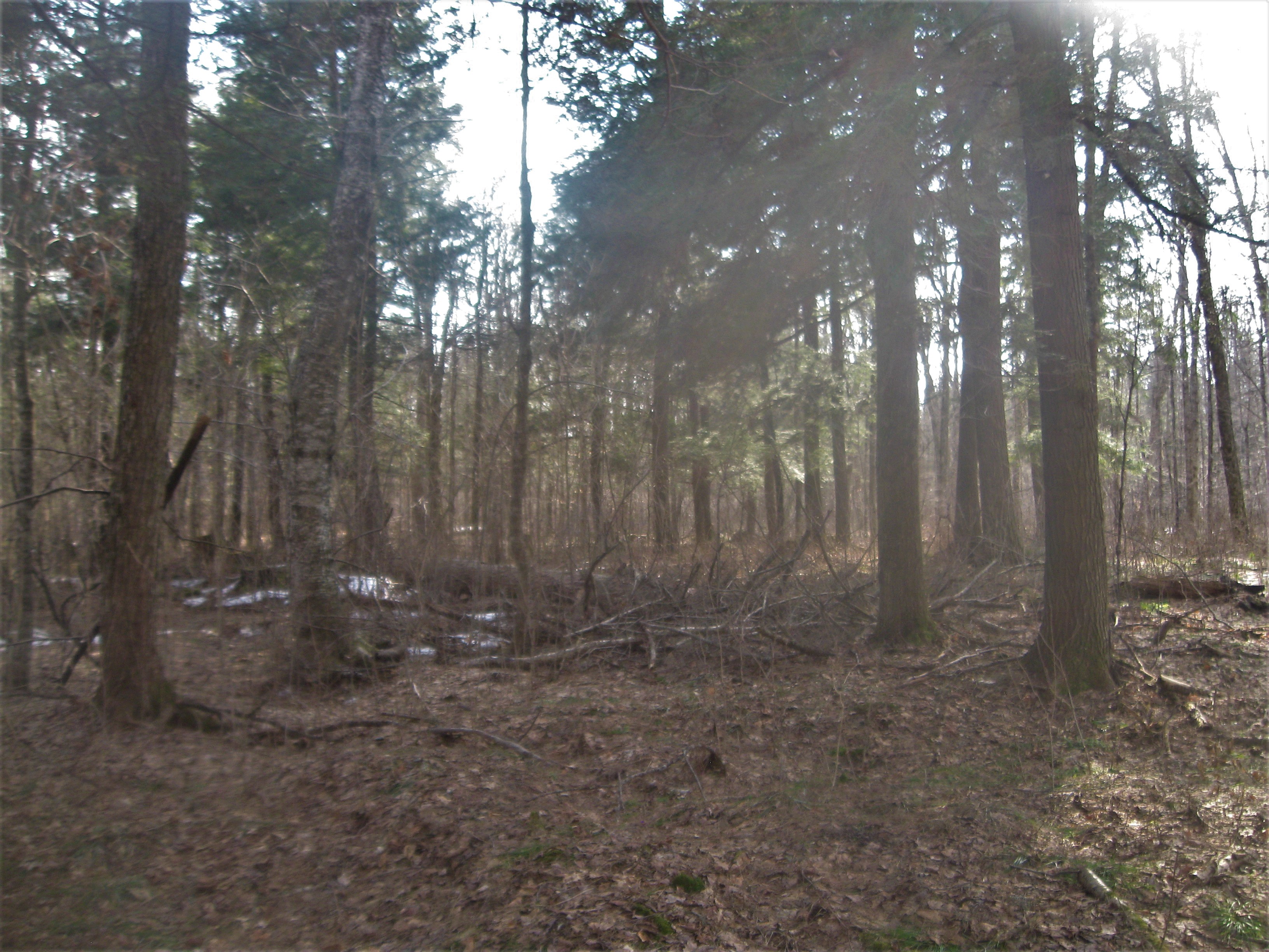 The Woodland Report Eau Claire County; Hunting, Timbe