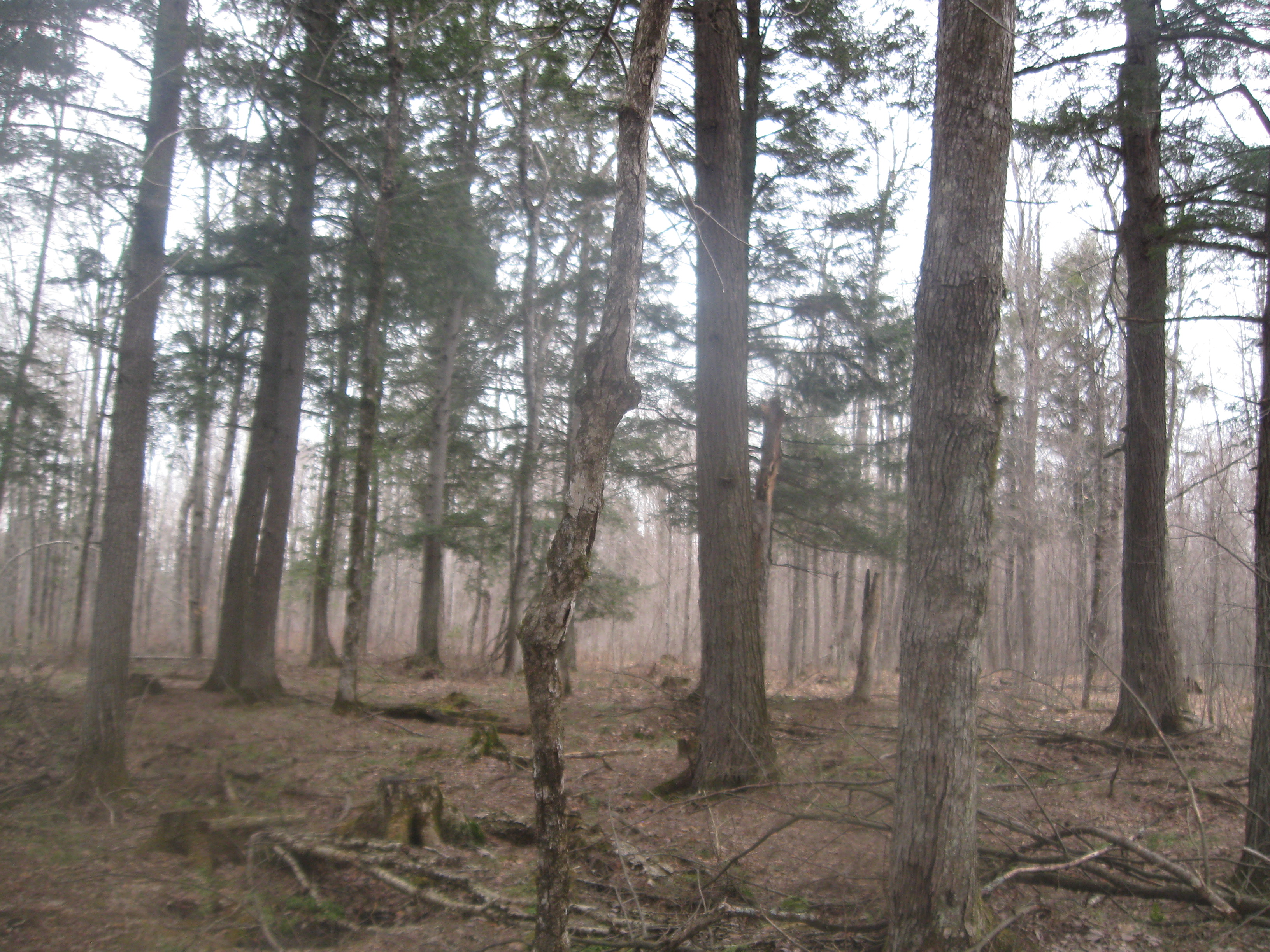 The Woodland Report Dunn County; Hunting, Timber, Inv