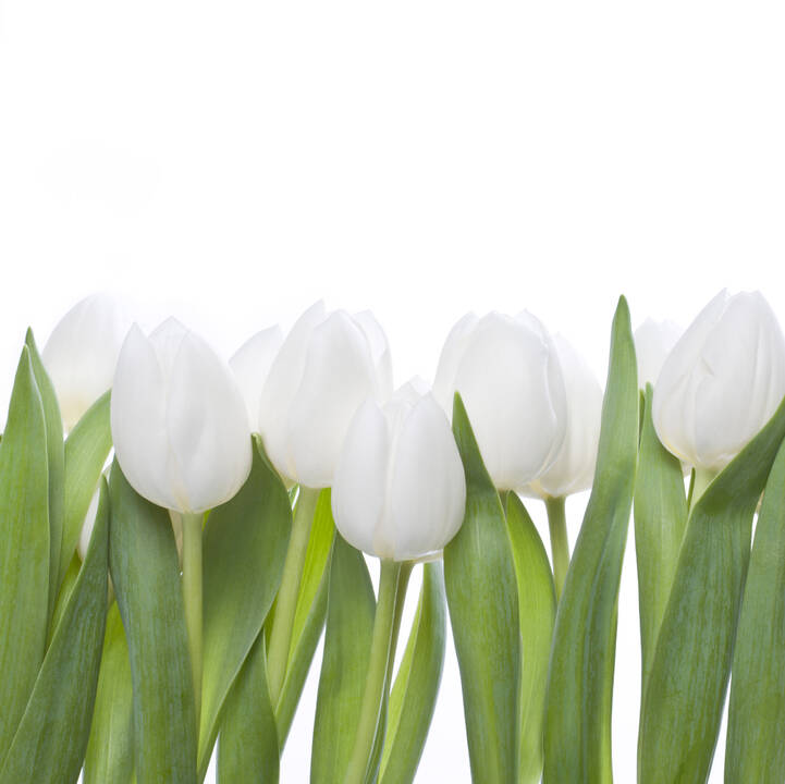 white_tulips.jpg