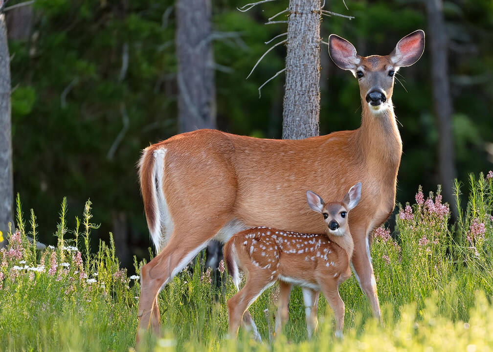 fawn_and_mother.jpg