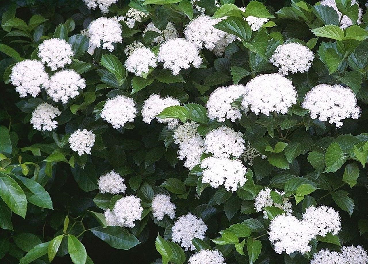 Southern Arrowwood Shrub Is A Native Landscapers Favori