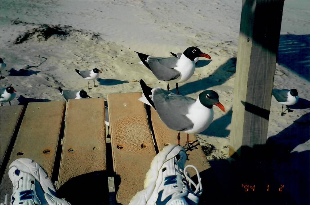 Bird_Flew_5.jpg